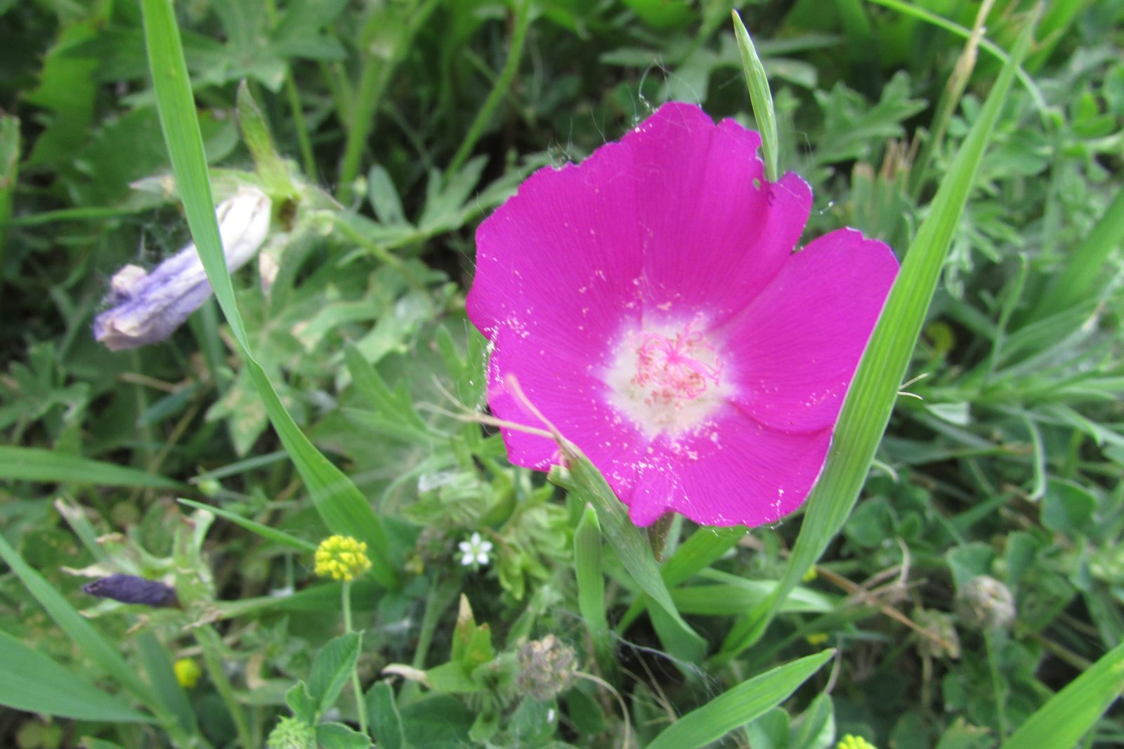 Bush's poppy mallow (Callirhoe bushii) plant — close-up photo