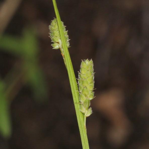 Bush's sedge (Carex bushii) plant — close-up photo