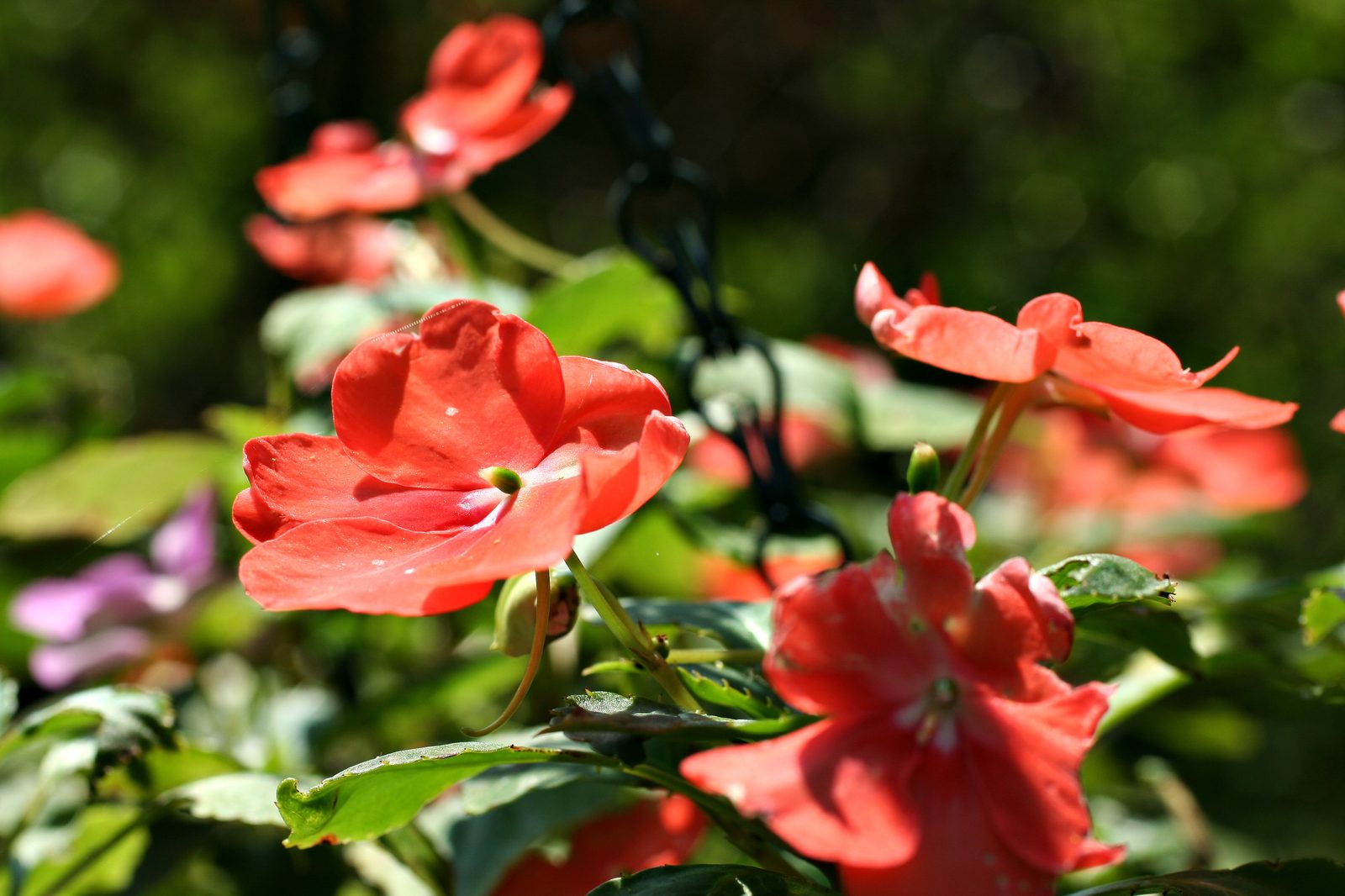 Busy Lizzy (Impatiens walleriana) plant
