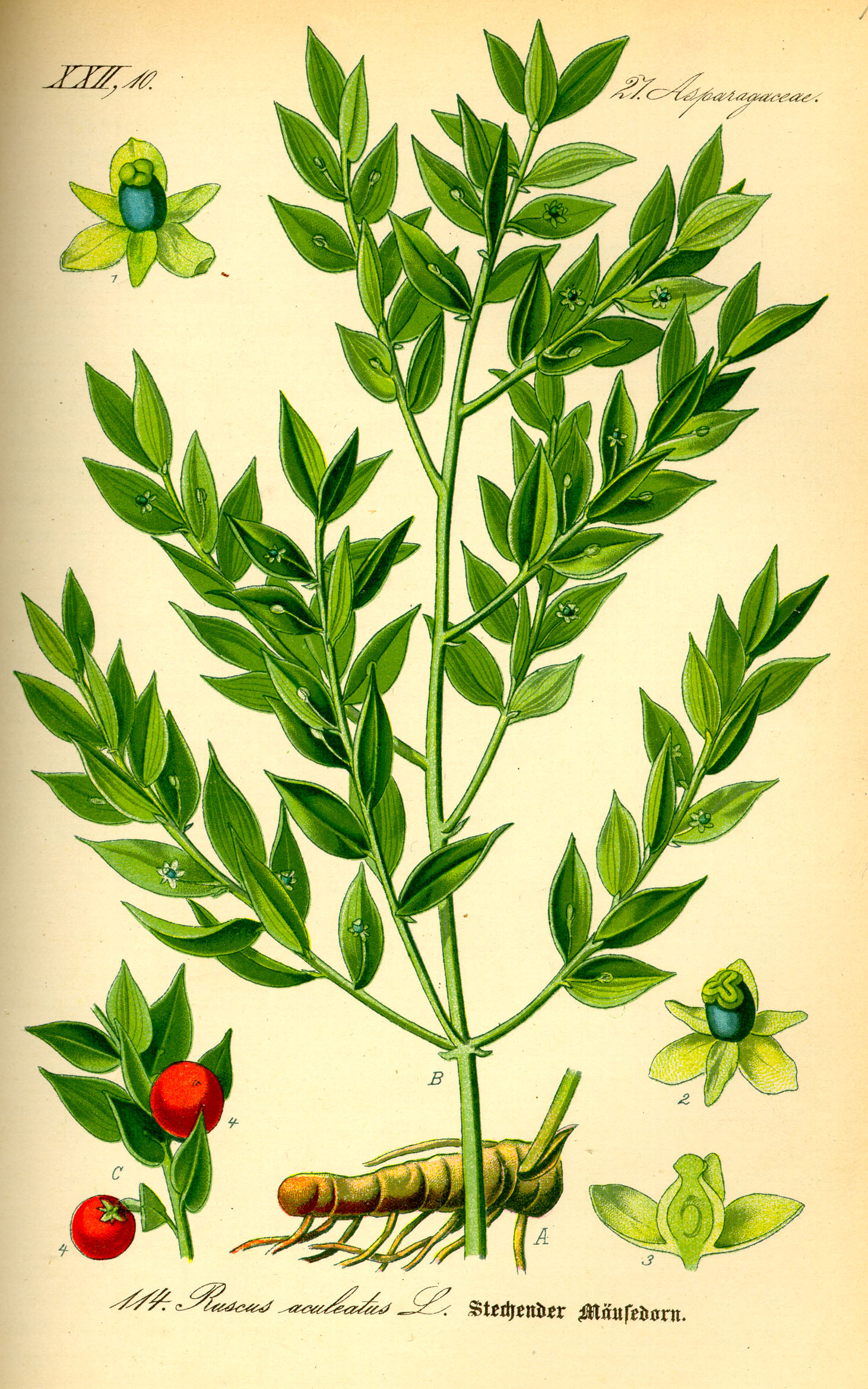 Butcher's Broom (Ruscus aculeatus) plant