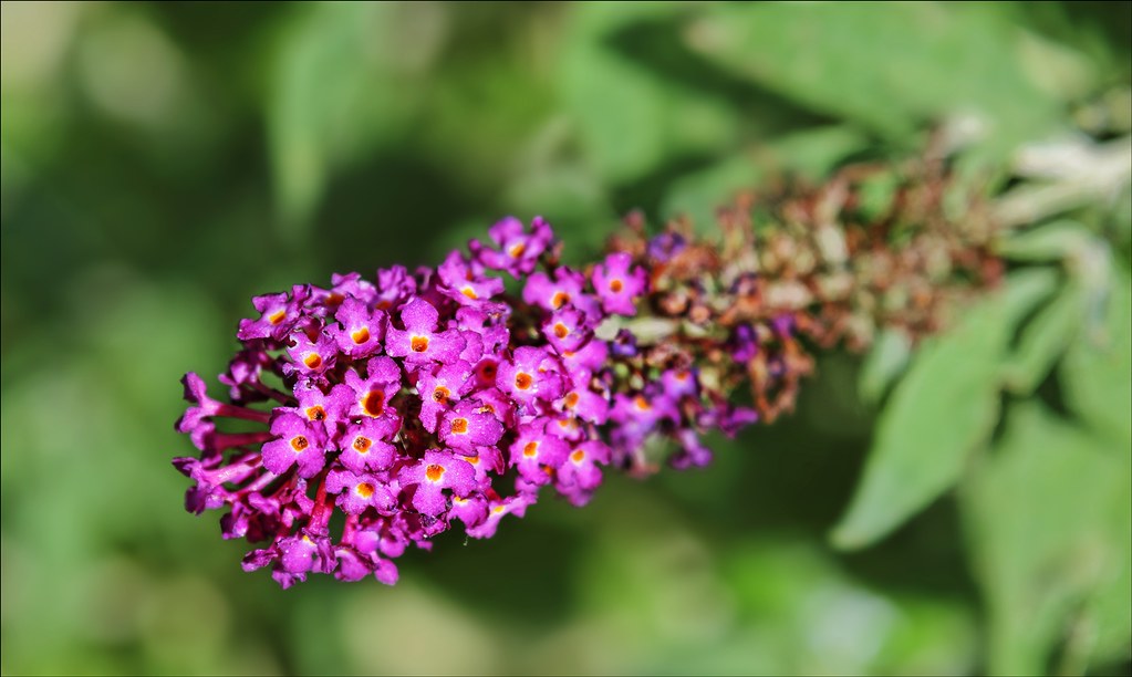 butterfly bush (Buddleja davidii 'Monrell' STRAWBERRY LEMONADE) plant — close-up photo
