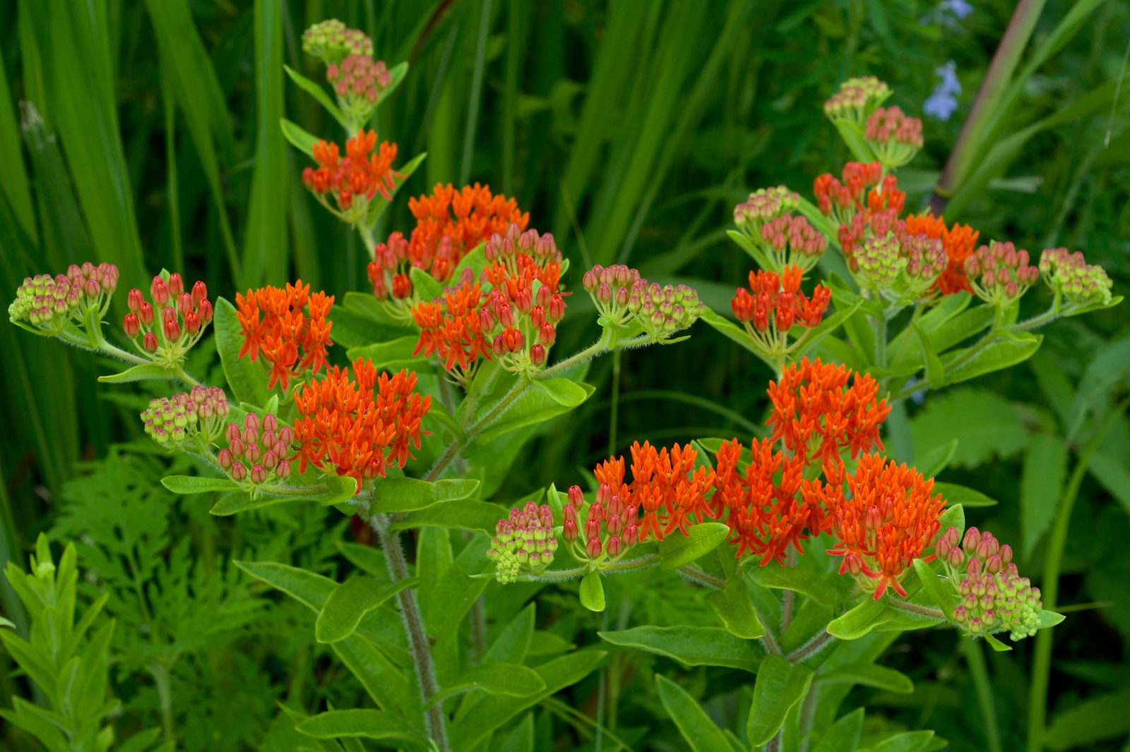 Butterfly Milkweed (Asclepias tuberosa) plant