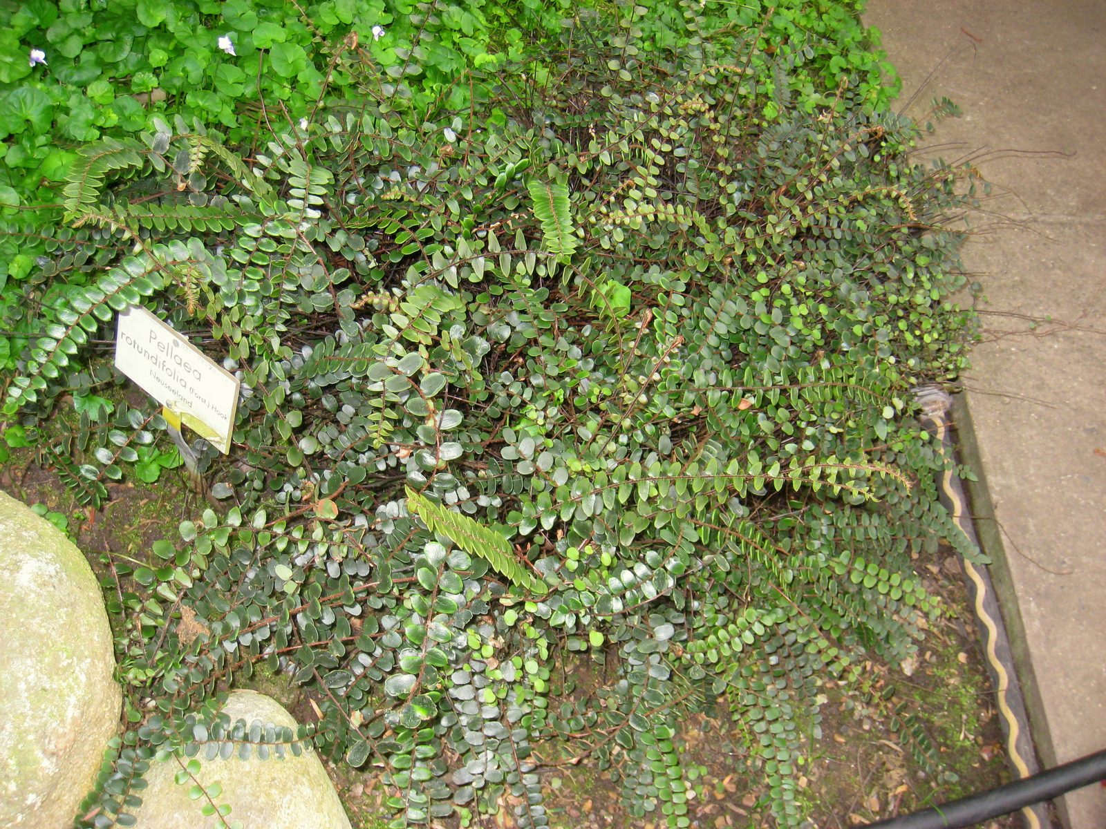 Button Fern (Pellaea rotundifolia) plant