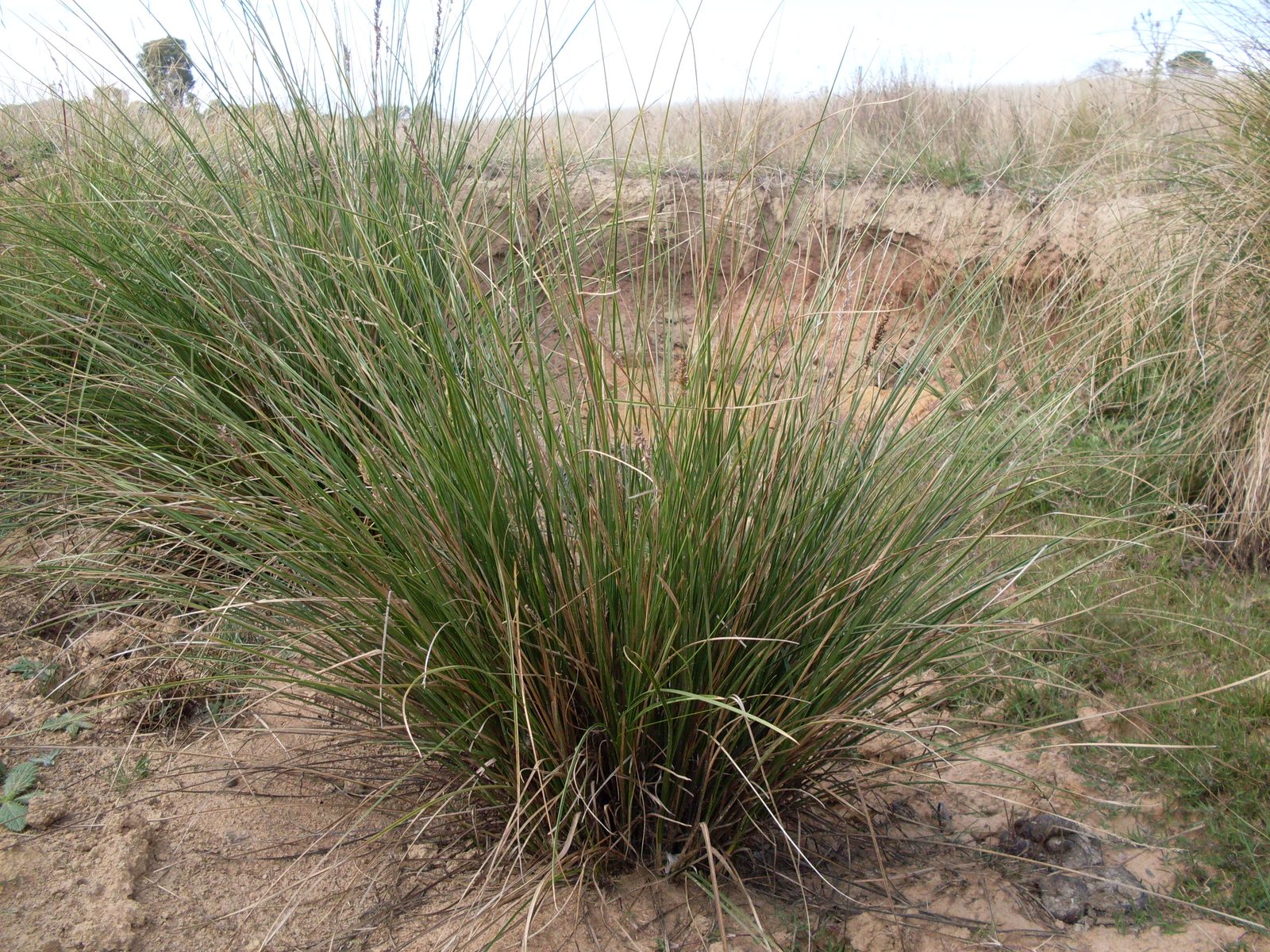 Button Sedge (Carex appressa) plant