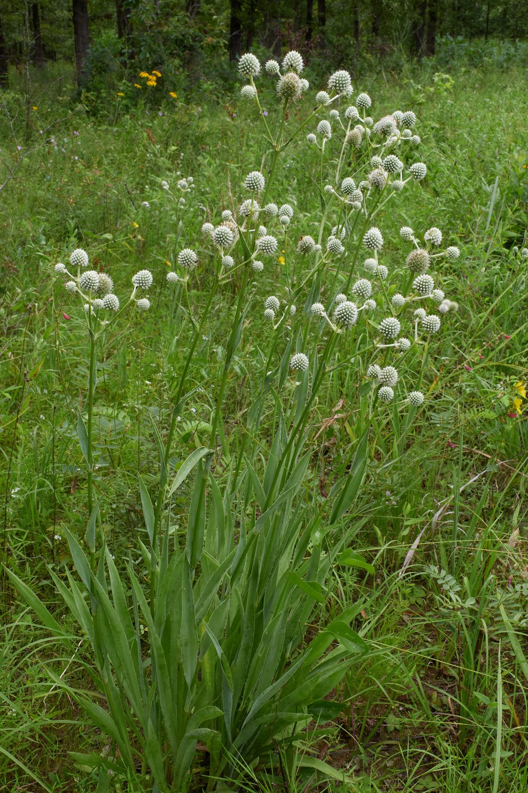 Button Snake Root (Eryngium yuccifolium) plant