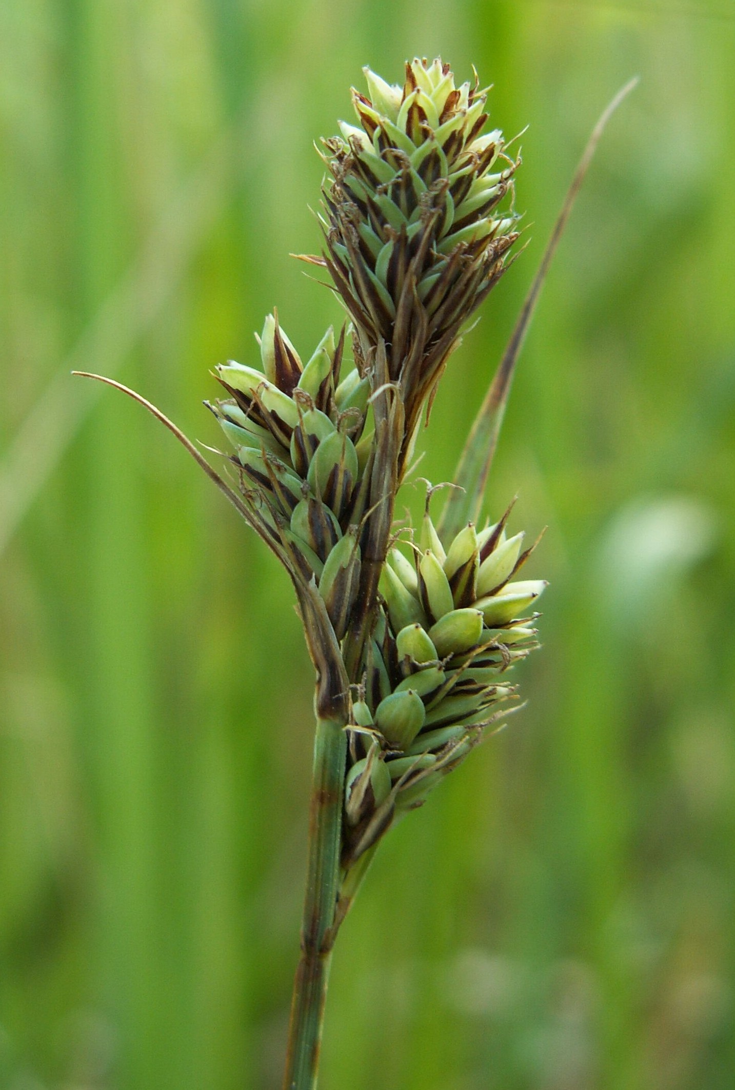 Buxbaum's Sedge (Carex buxbaumii) plant