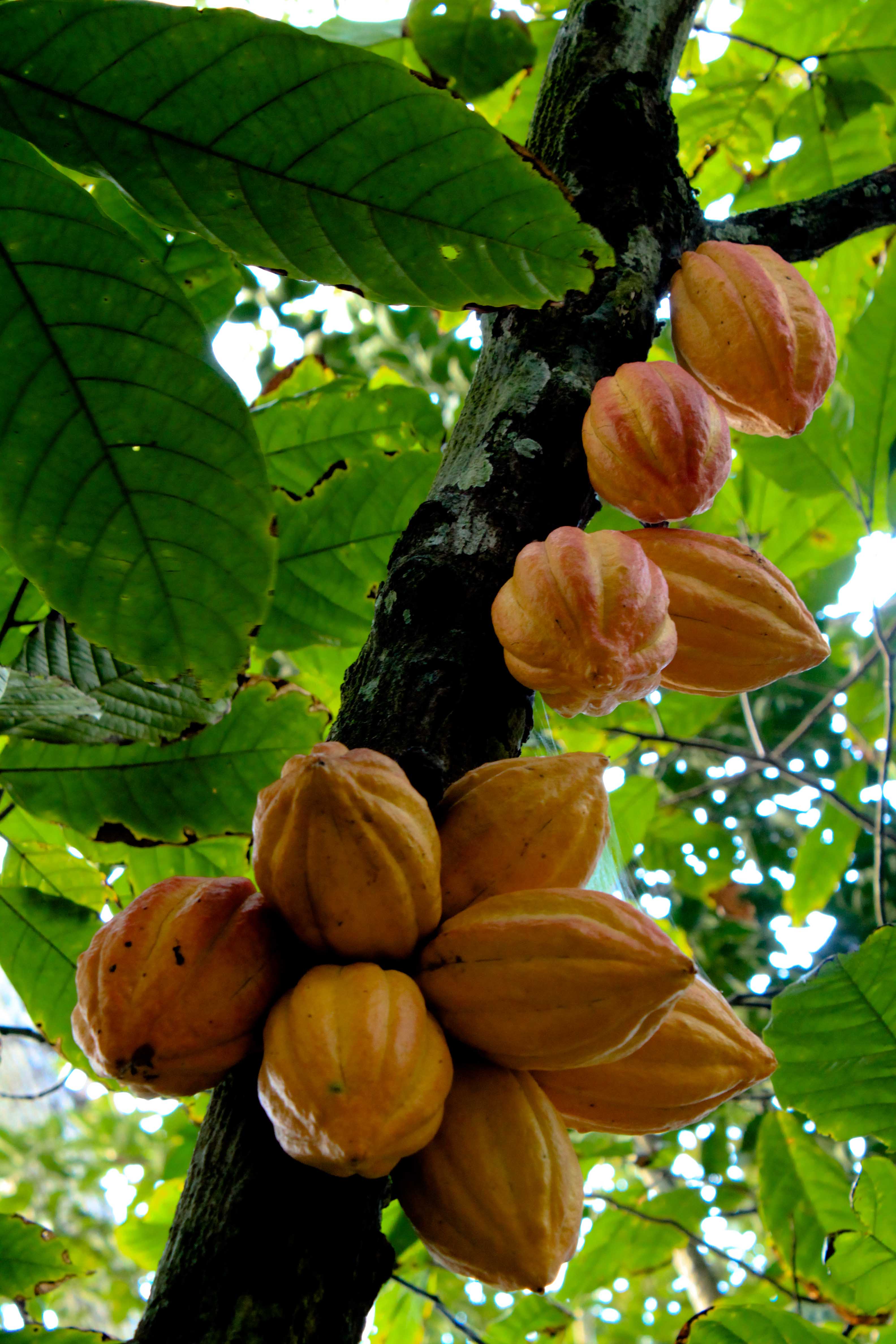 Cacao (Theobroma cacao) plant