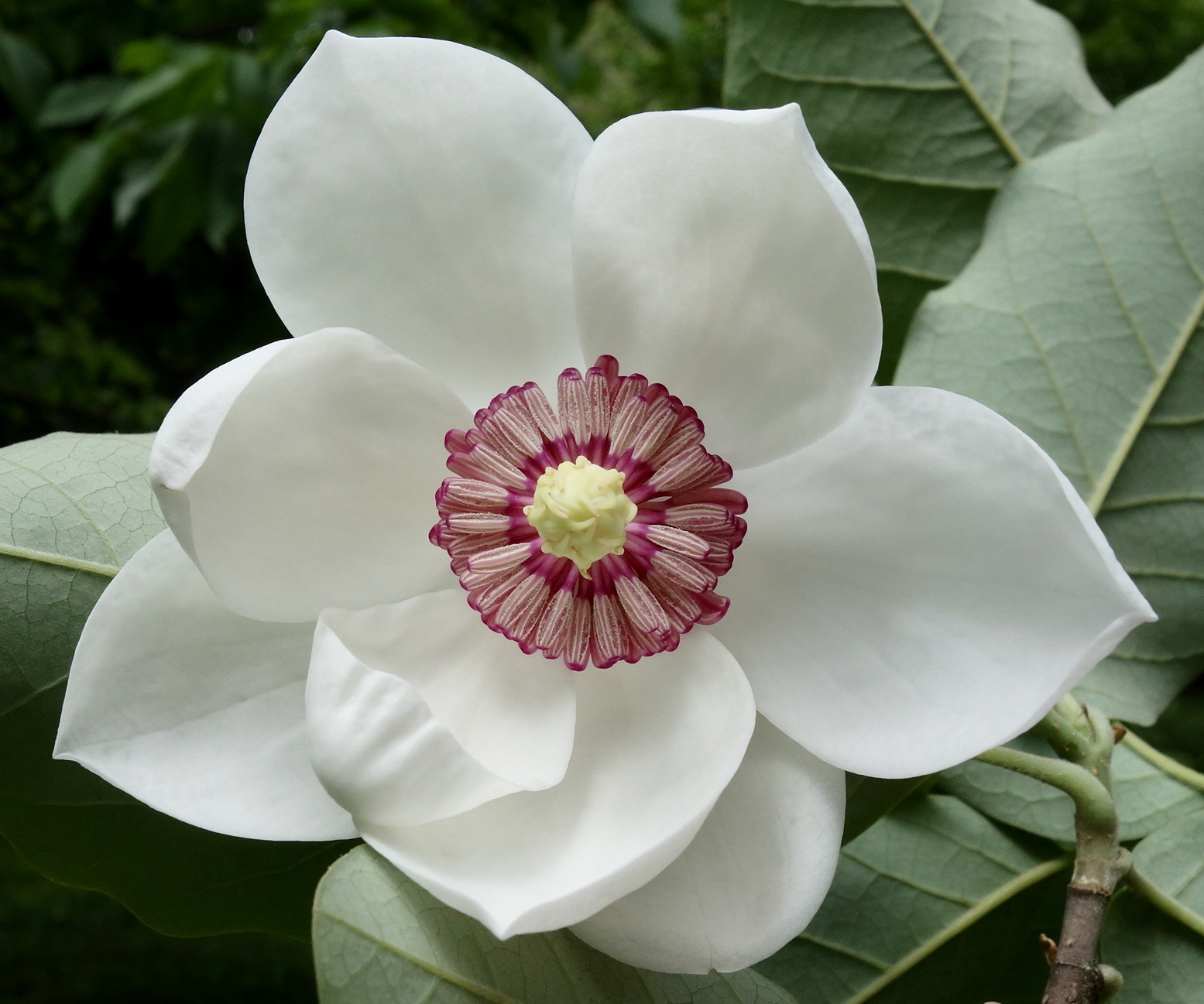 Caerhays Belle Magnolia (Magnolia 'Caerhays Belle') plant