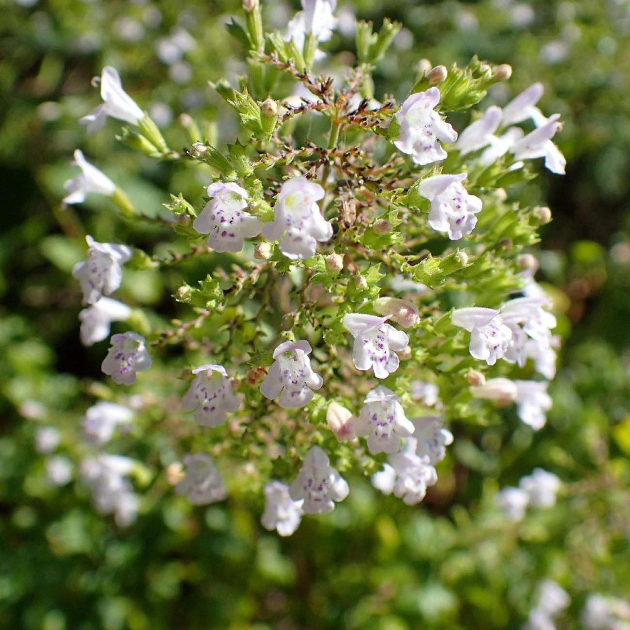calamint (Calamintha nepeta 'Montrose White') plant — close-up photo