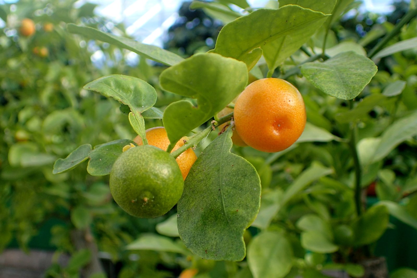 Calamondin Orange (Citrus × microcarpa) plant