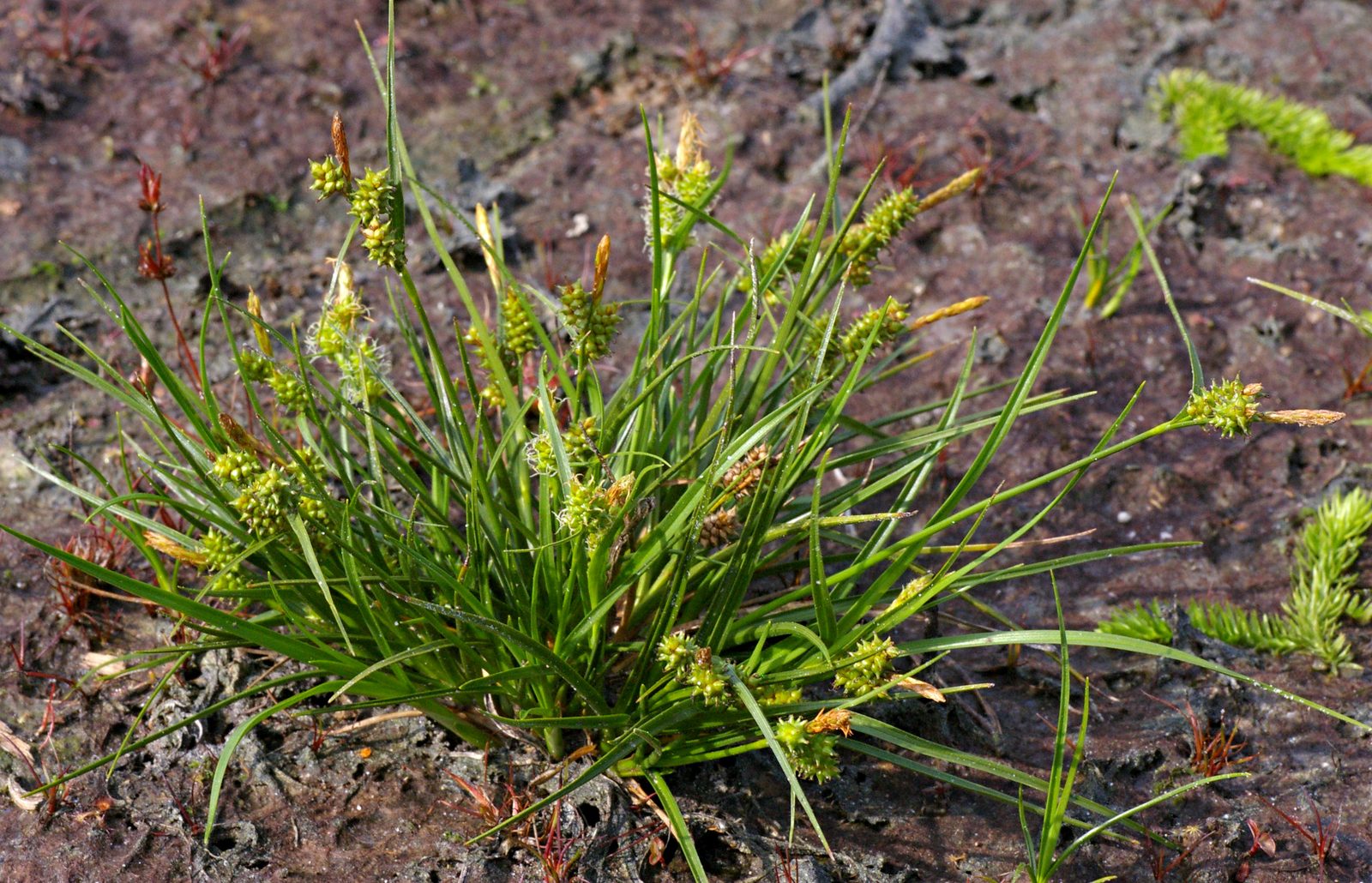 Calcareous Water Sedge (Carex viridula) plant