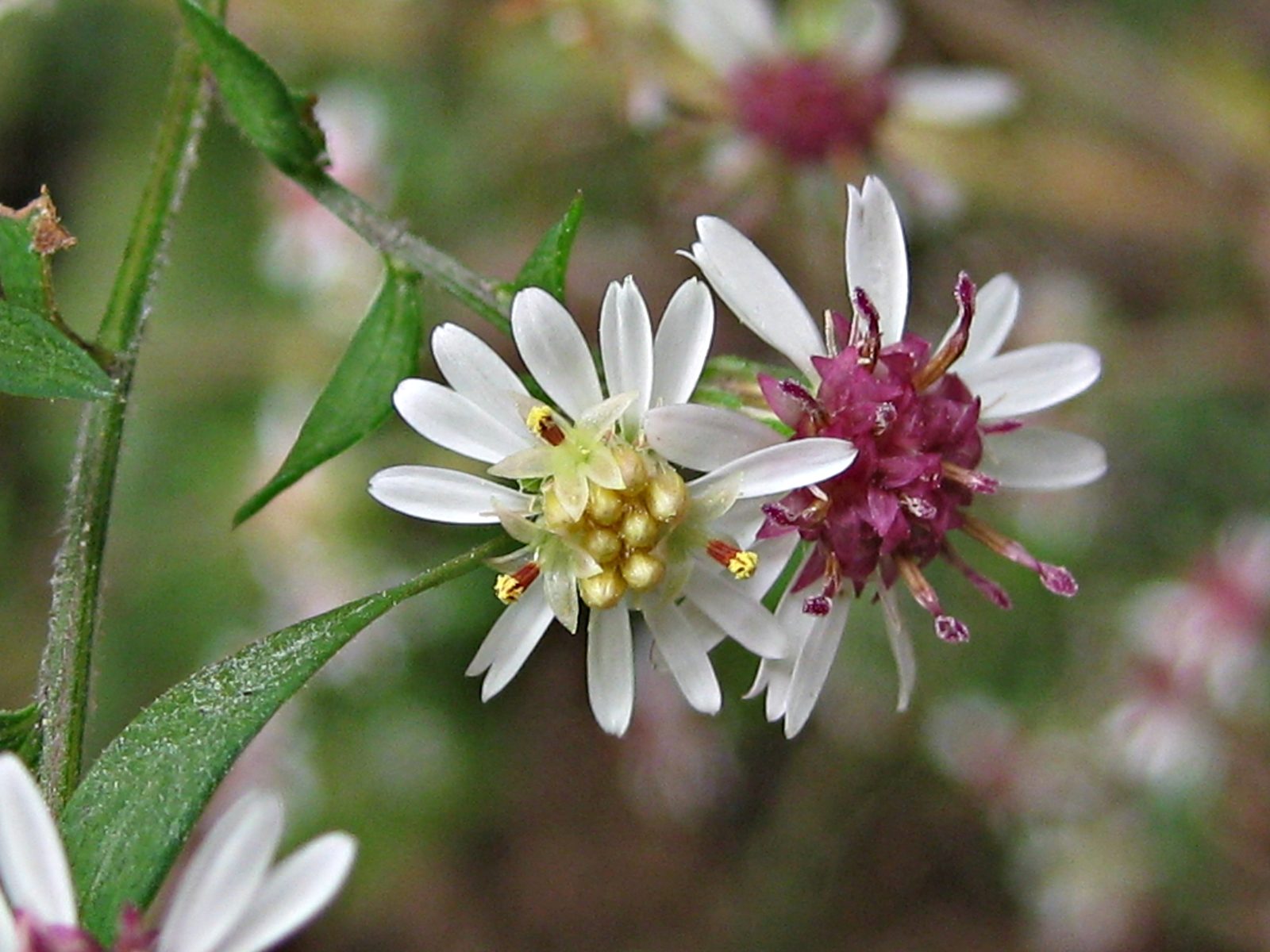 Calico Aster (Symphyotrichum lateriflorum) plant