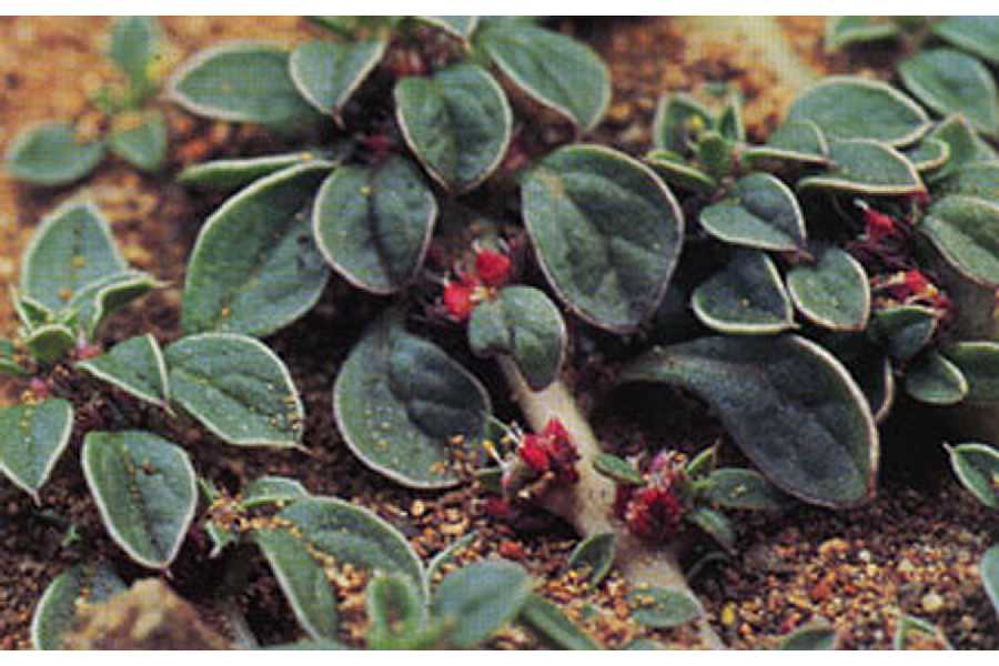 California Amaranth (Amaranthus californicus) plant