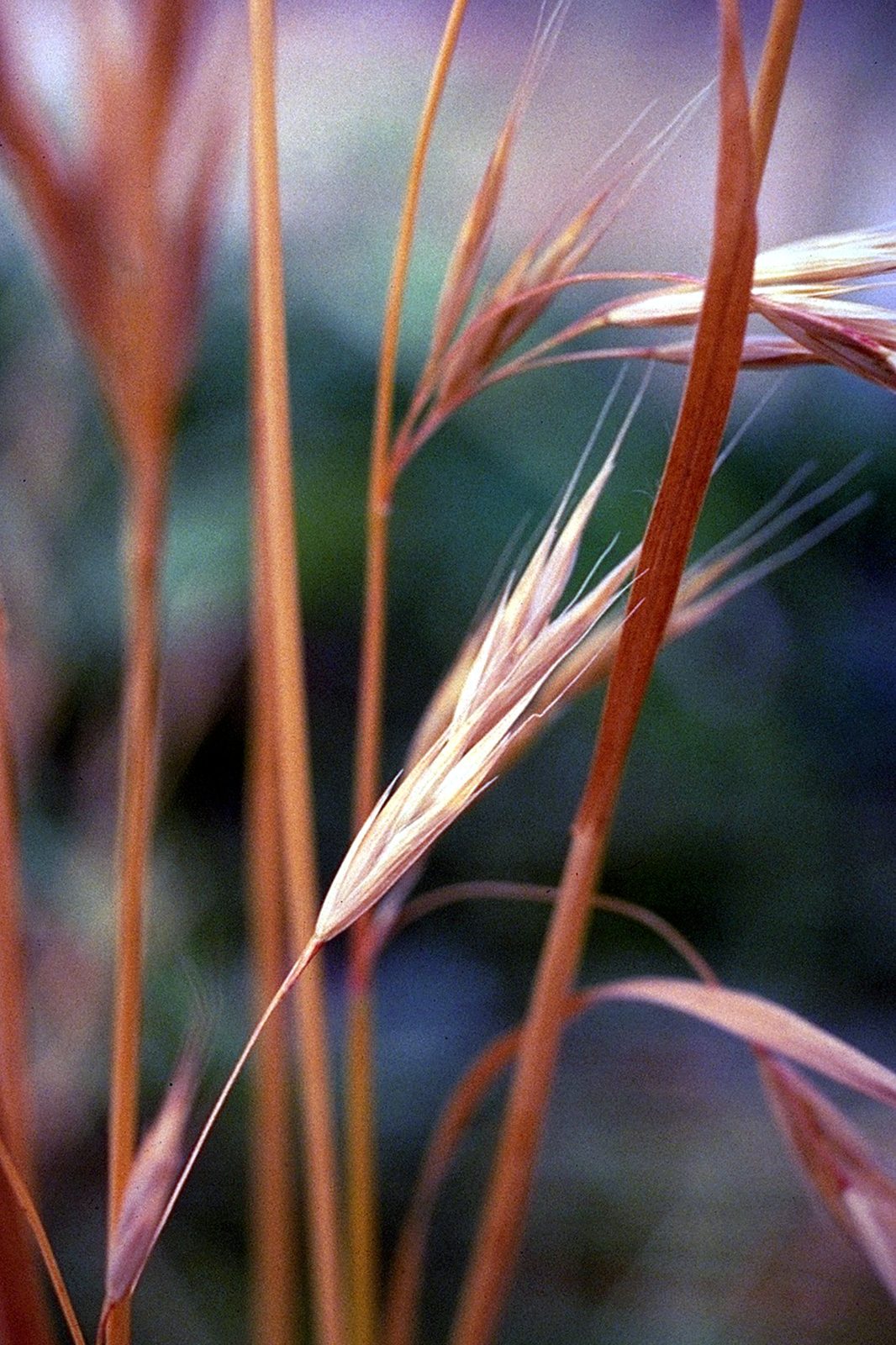 California Brome (Bromus carinatus) plant