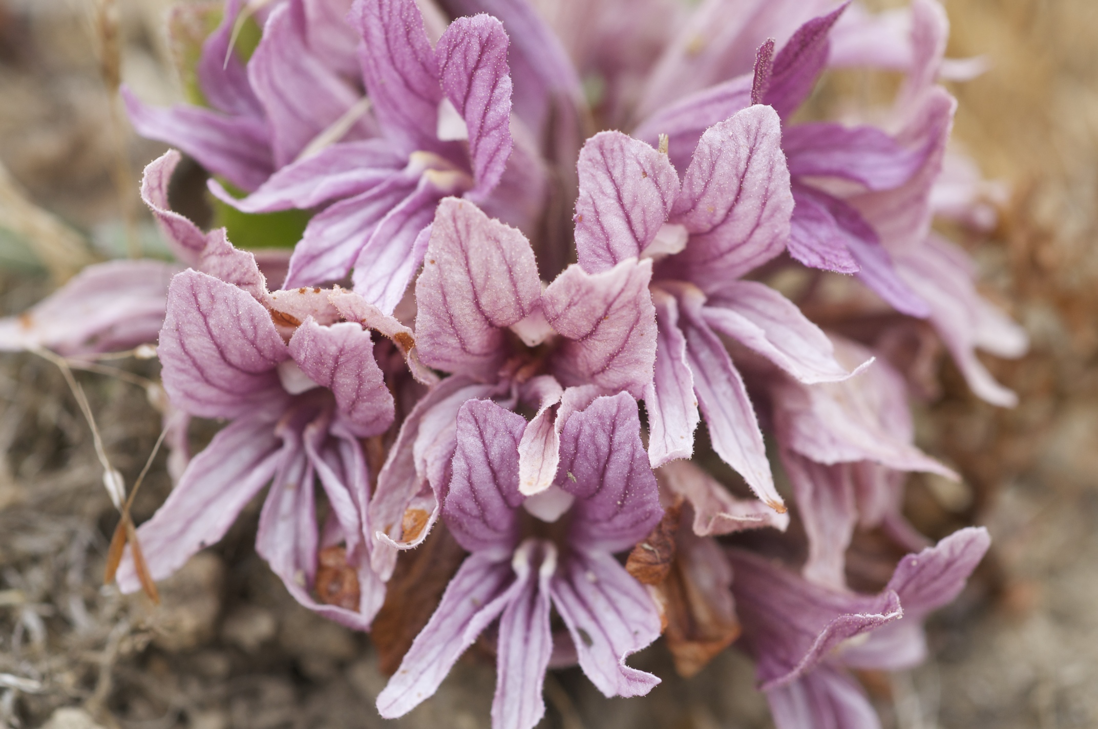 California Broomrape (Orobanche californica) plant