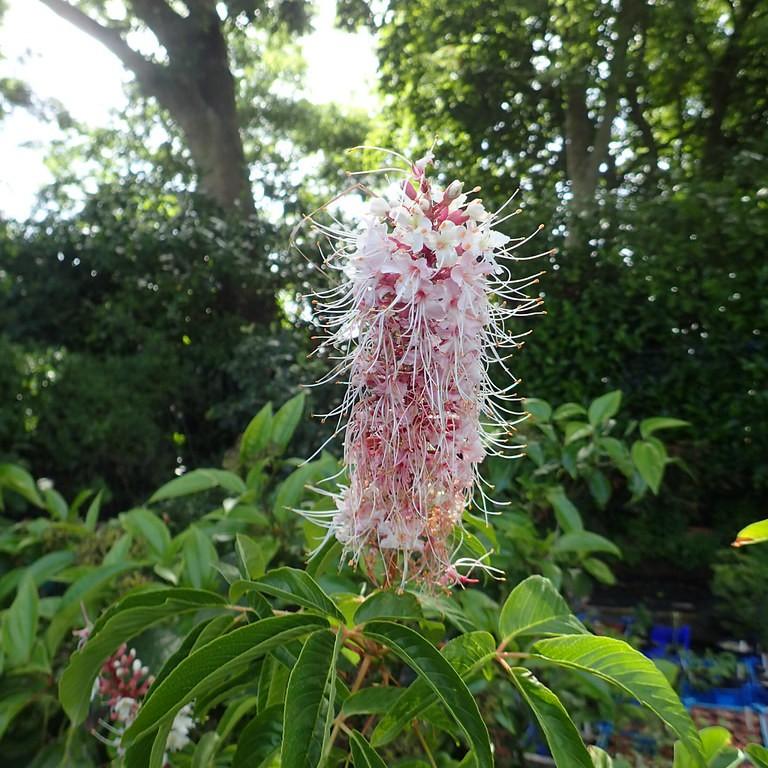 California buckeye (Aesculus californica) plant — close-up photo