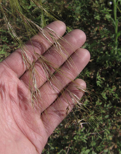California Needlegrass (Nassella pulchra) plant