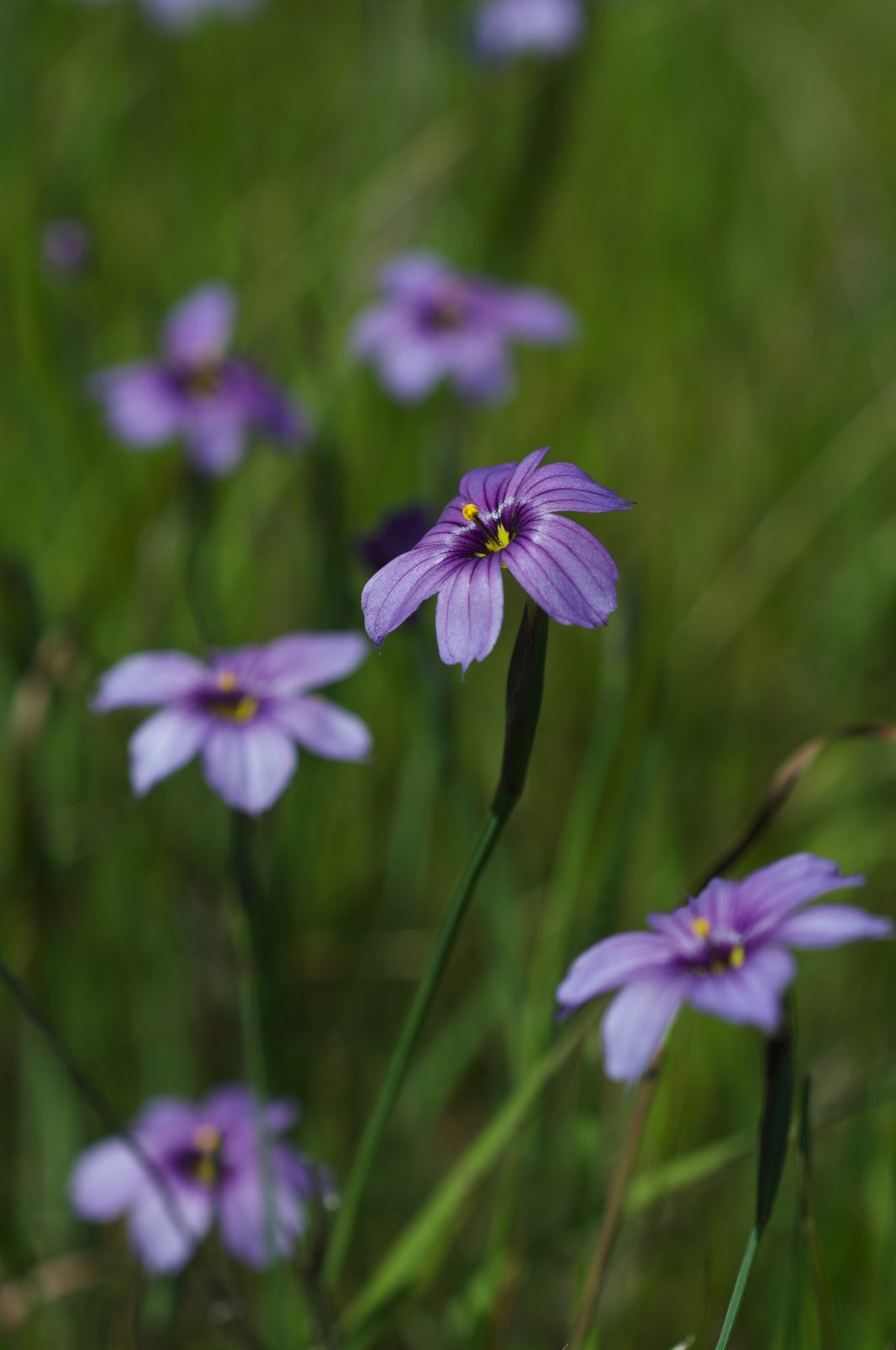 Californian Blue Eyed Grass (Sisyrinchium bellum) plant