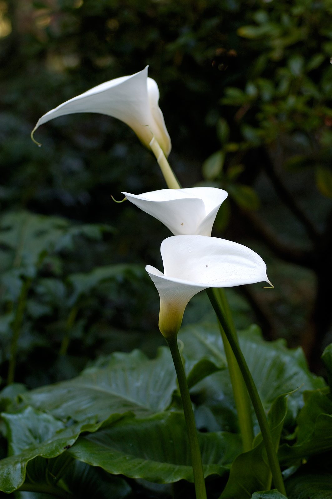 Calla Lily (Zantedeschia aethiopica) plant