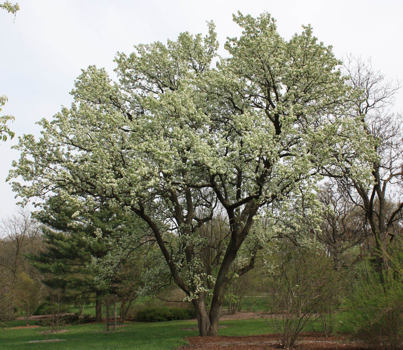 Callery Pear (Pyrus calleryana) plant