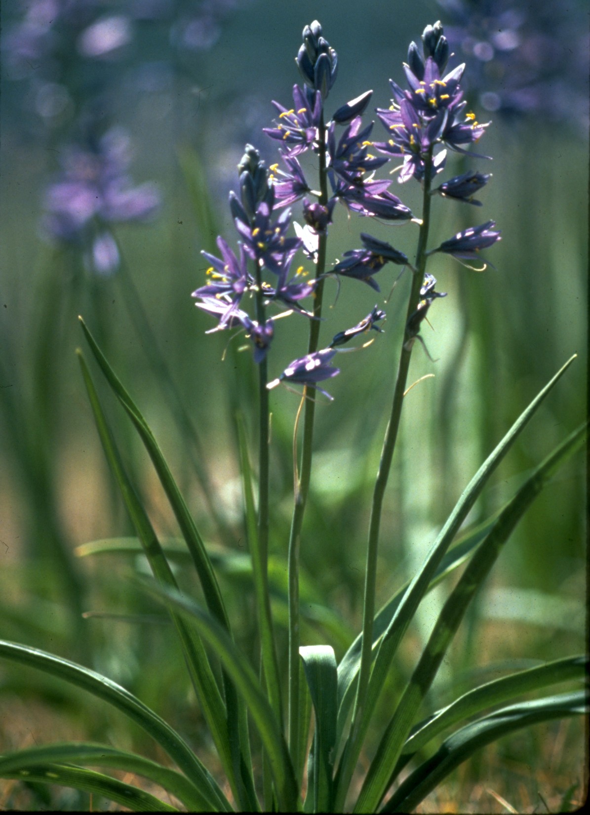 Camas (Camassia quamash) plant