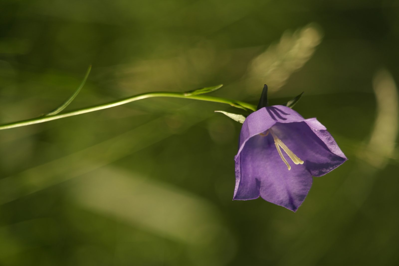 Campanule Feuilles De Pêcher (Campanula persicifolia) plant