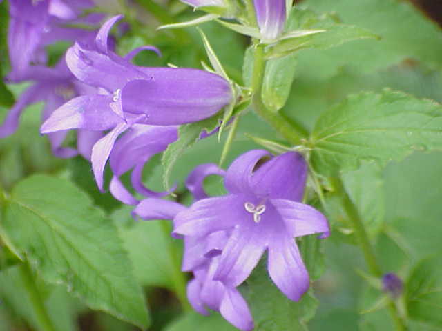 Giant Bellflower (Campanula latifolia 'Gantel E') plant