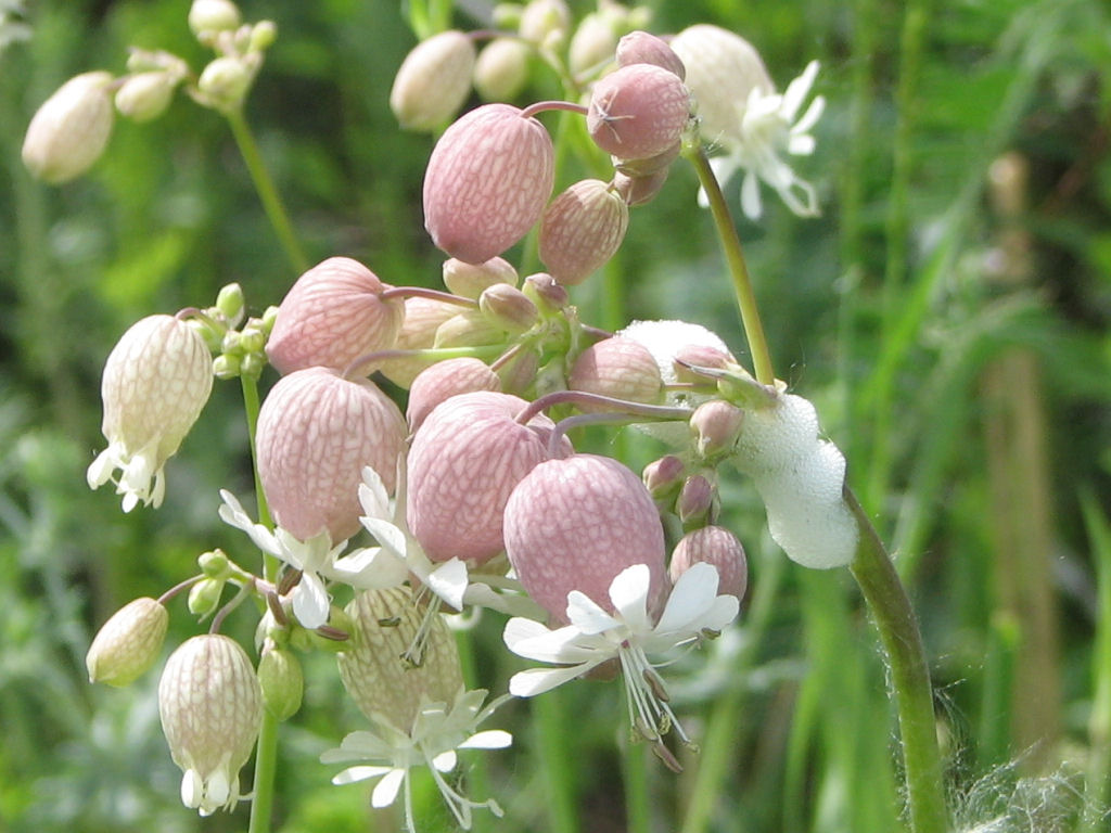 Campion (Silene vulgaris) plant