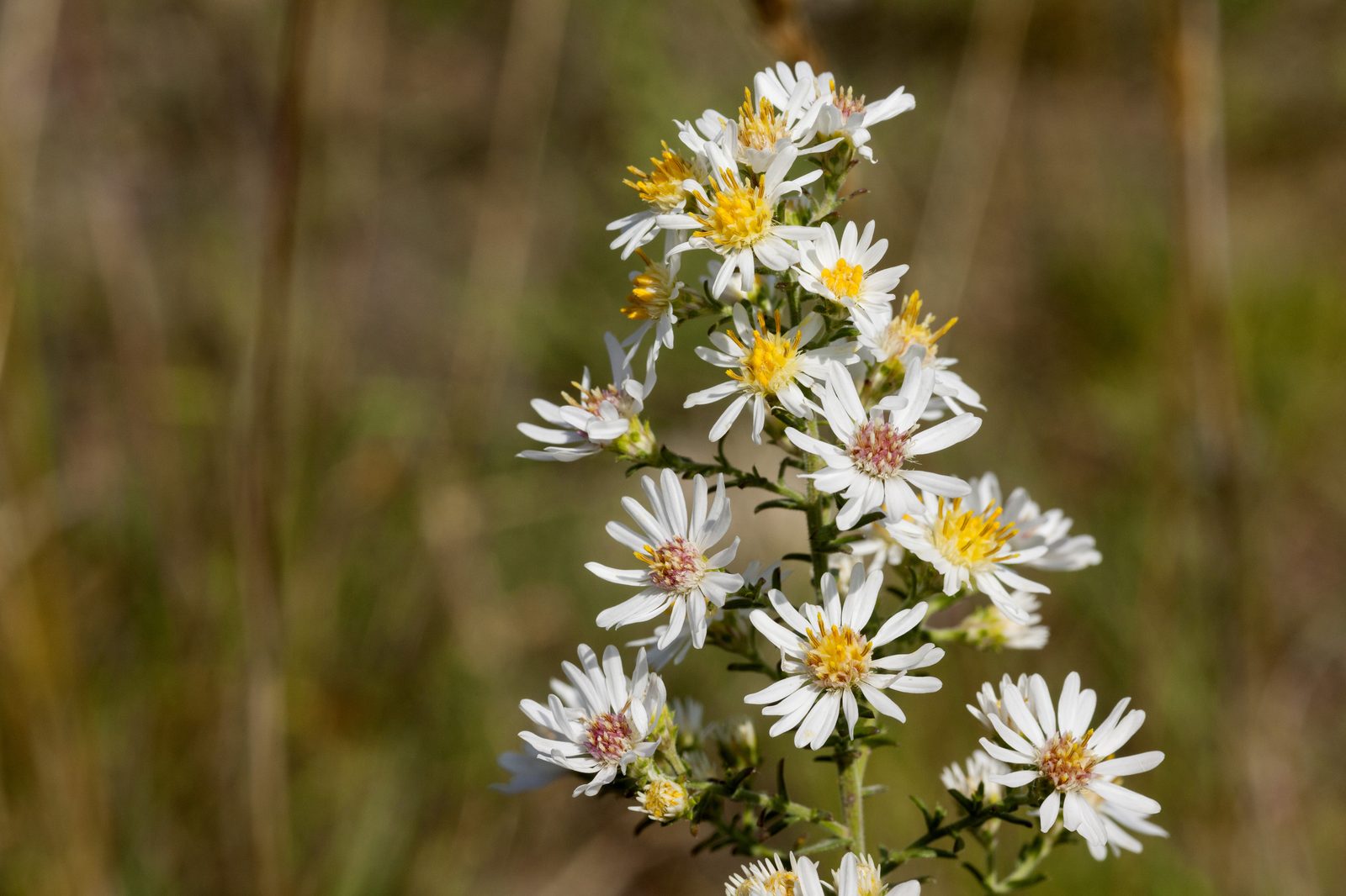 Canada Aster (Symphyotrichum canadense) plant