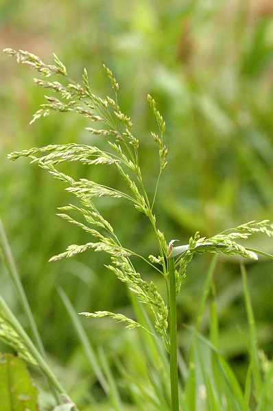 Canada Bluegrass (Poa compressa) plant