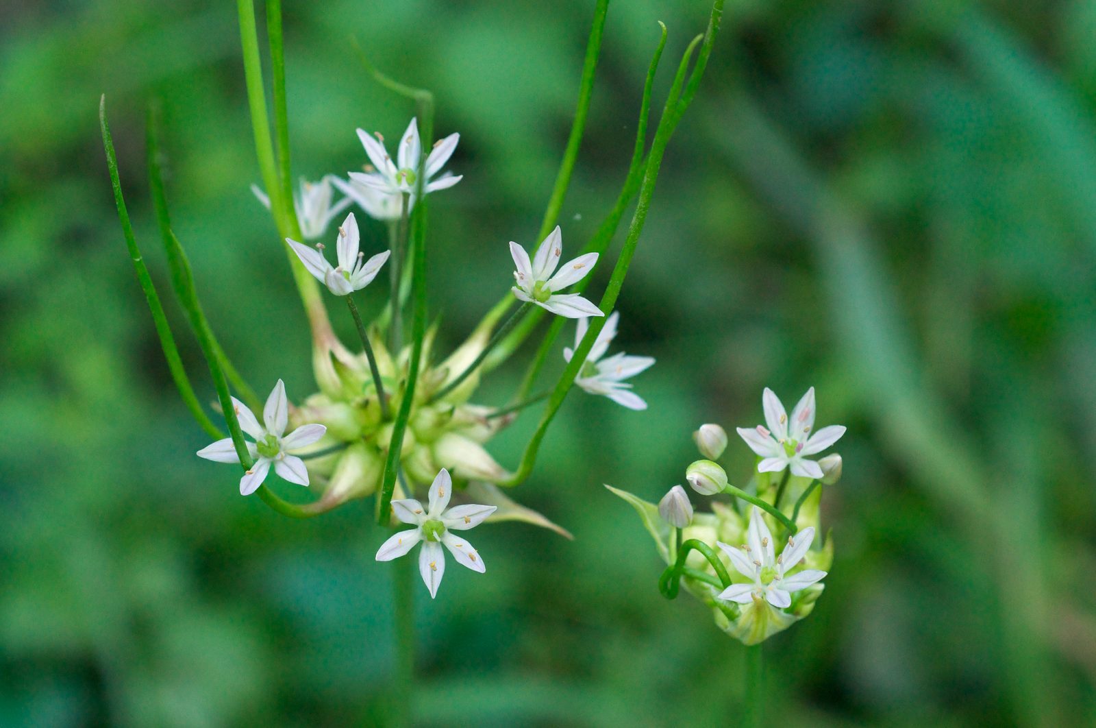 Canada Garlic (Allium canadense) plant