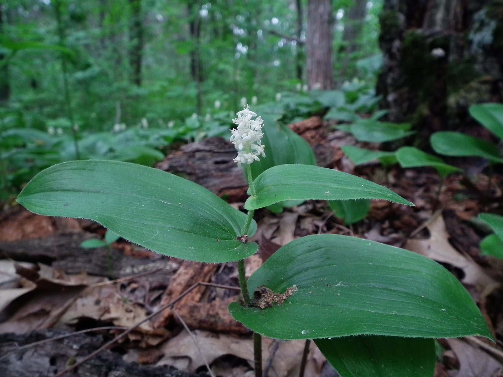 Canada Mayflower (Maianthemum canadense) plant
