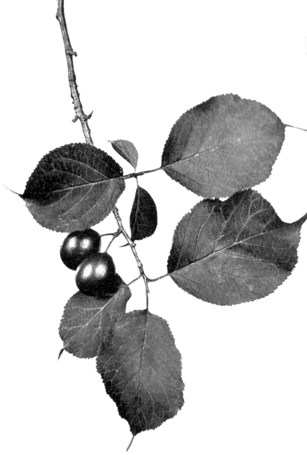 Canada Plum (Prunus nigra) plant