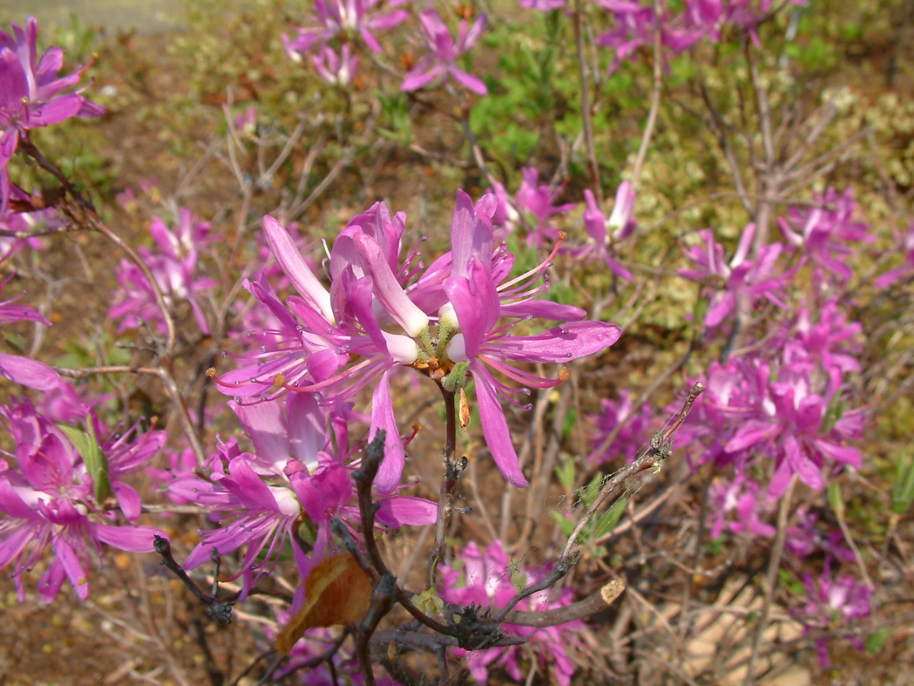 Canada Rosebay Rhodora (Rhododendron canadense) plant