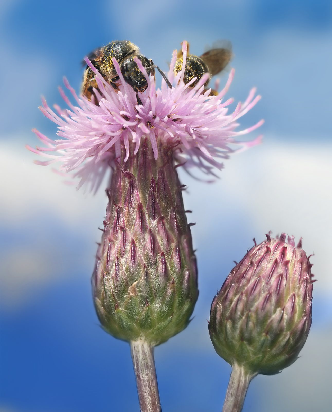 Canada Thistle (Cirsium arvense) plant
