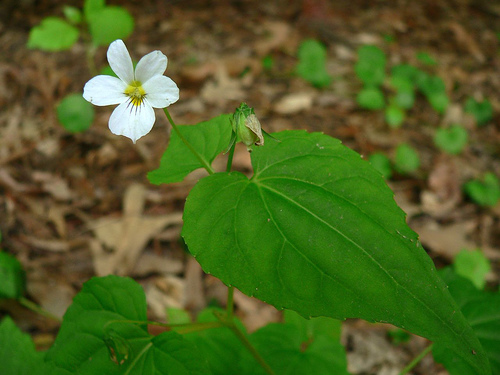 Canada Violet (Viola canadensis) plant