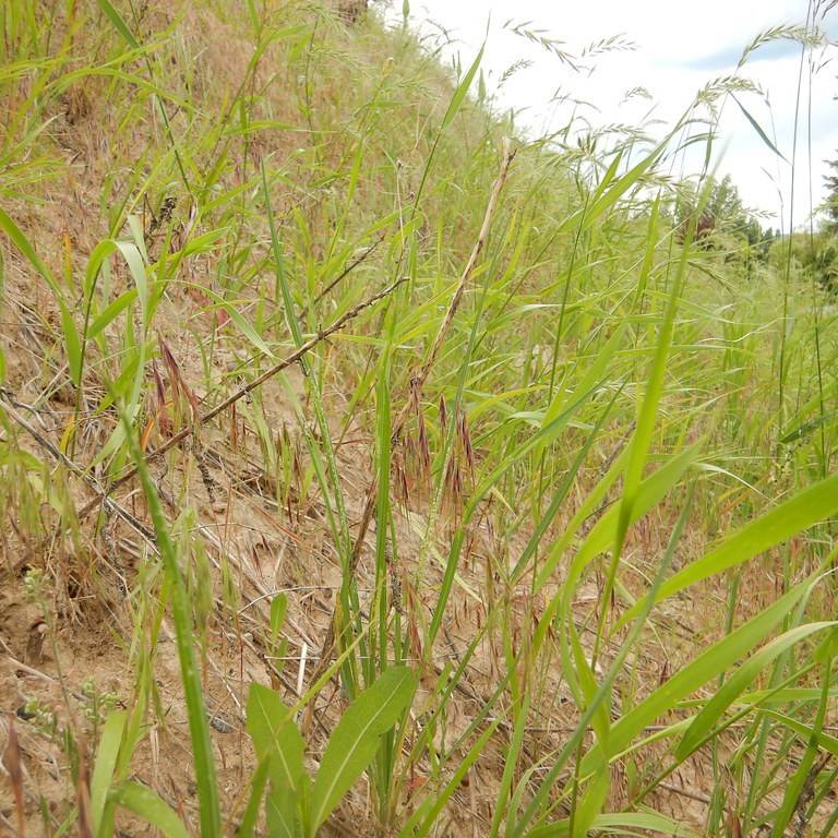Canada wild rye (Elymus canadensis) plant — close-up photo