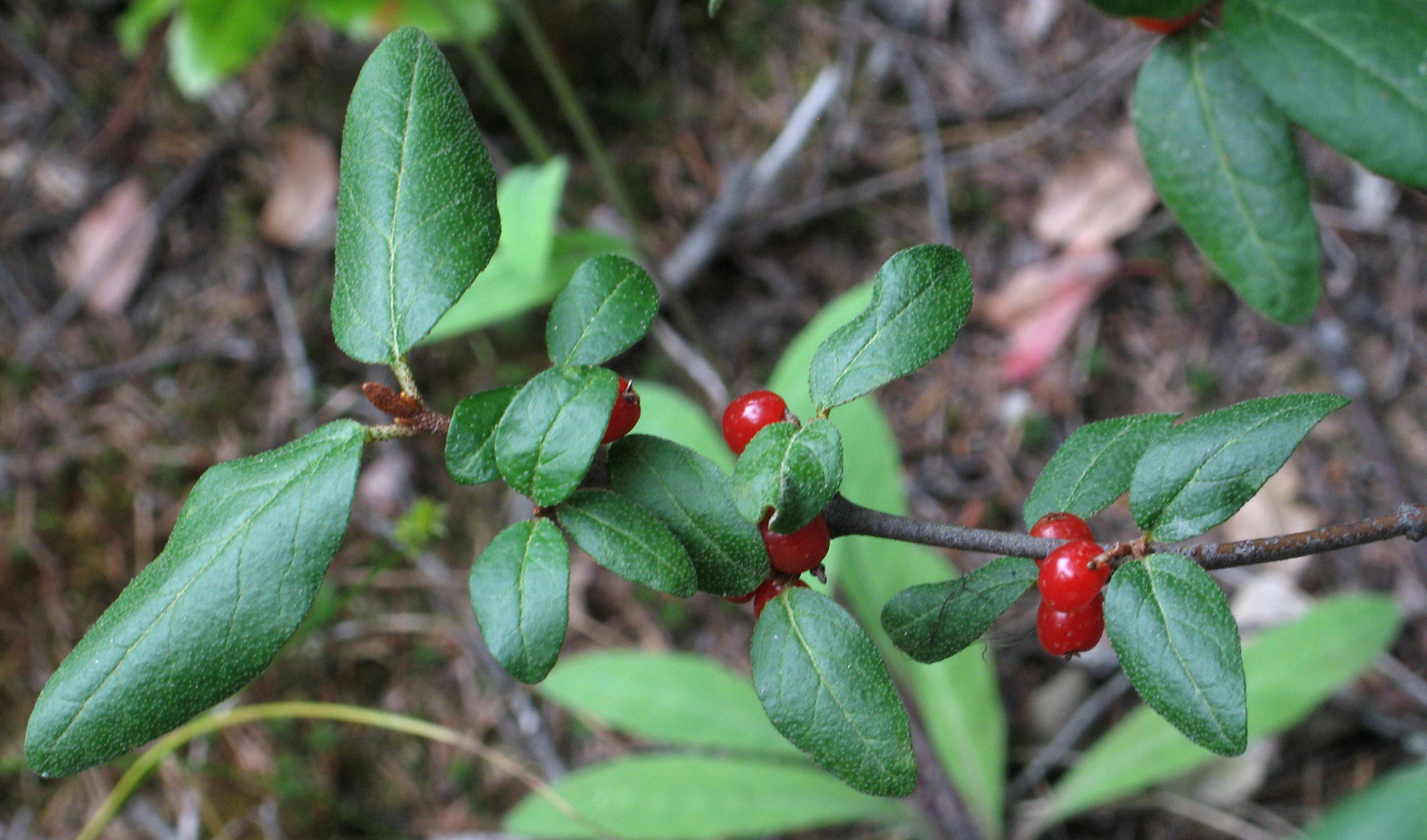 Canadian Buffaloberry (Shepherdia canadensis) plant