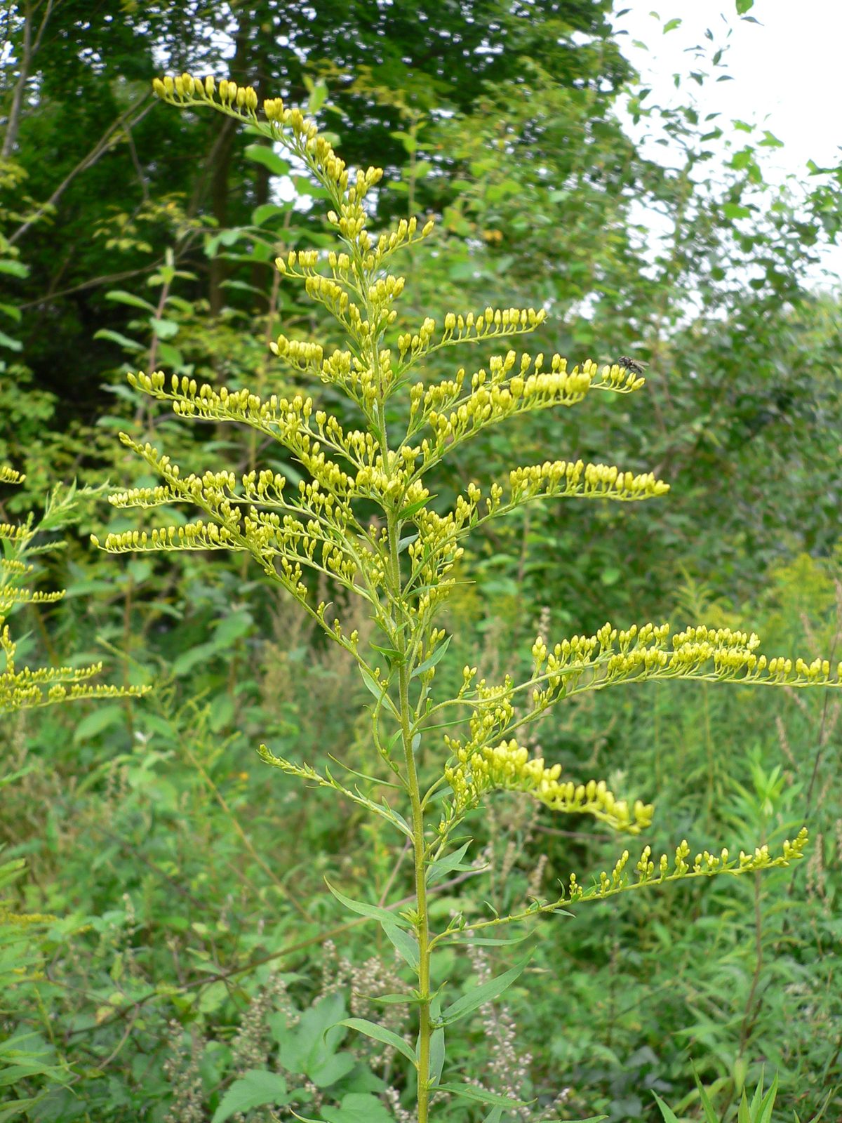 Canadian Goldenrod (Solidago canadensis) plant
