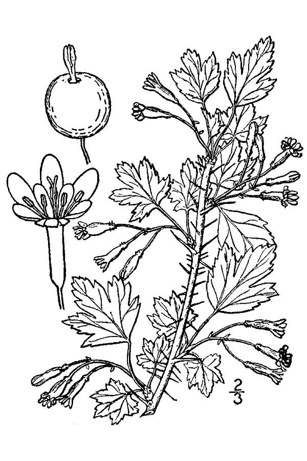 Canadian Gooseberry (Ribes oxyacanthoides) plant