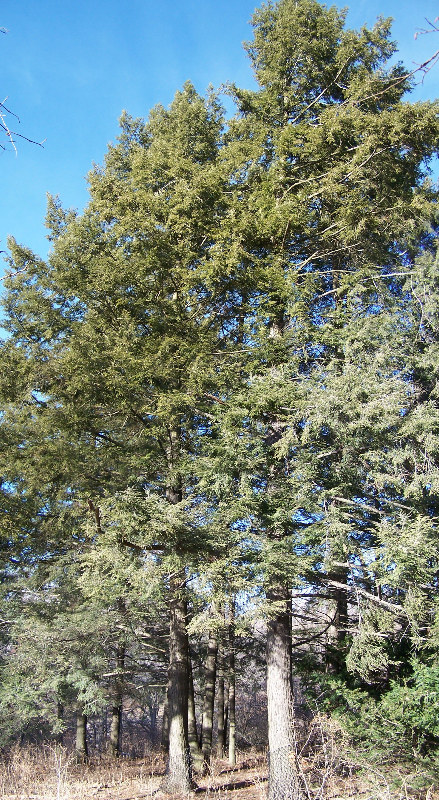 Canadian Hemlock (Tsuga canadensis) plant
