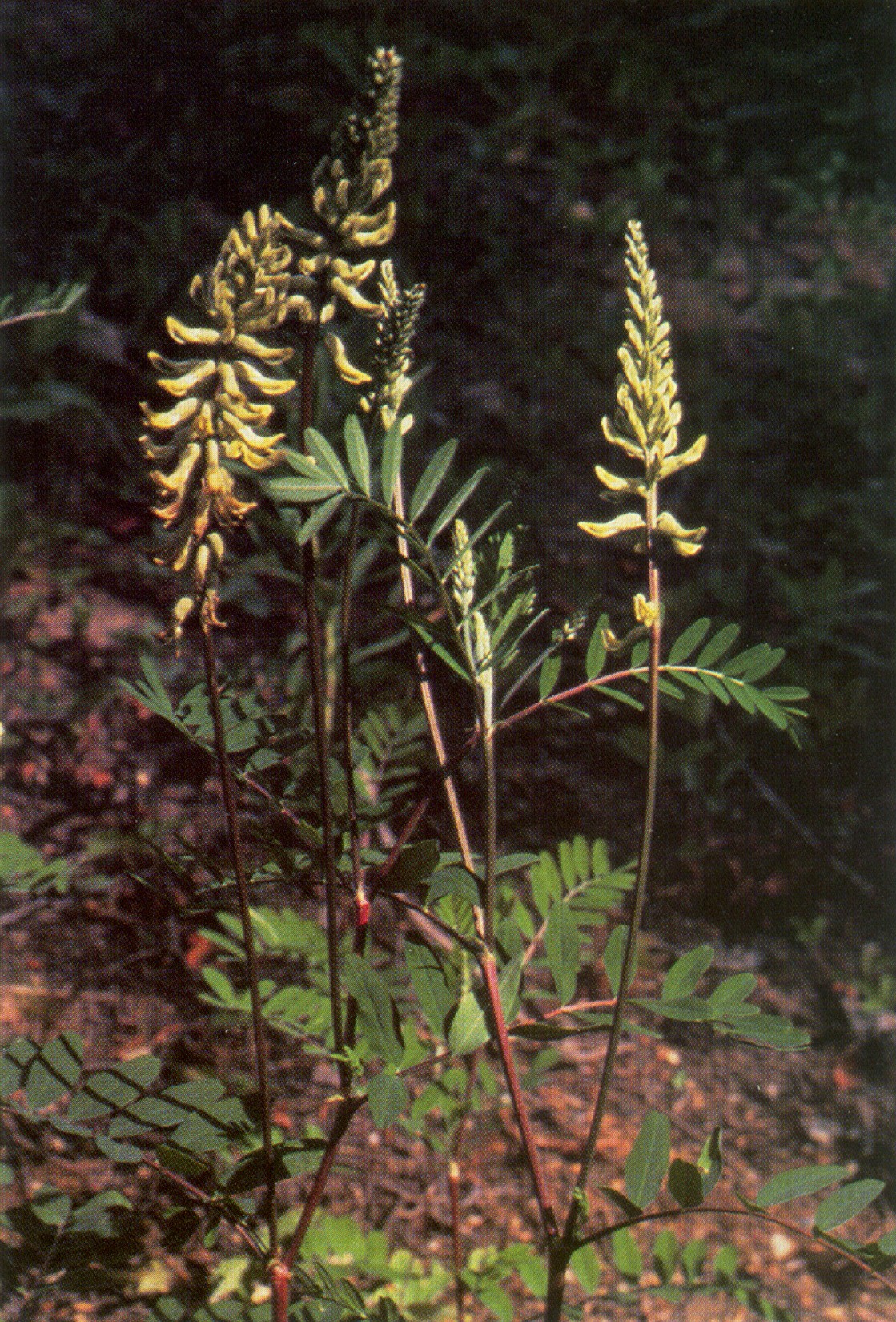 Canadian Milk Vetch (Astragalus canadensis) plant
