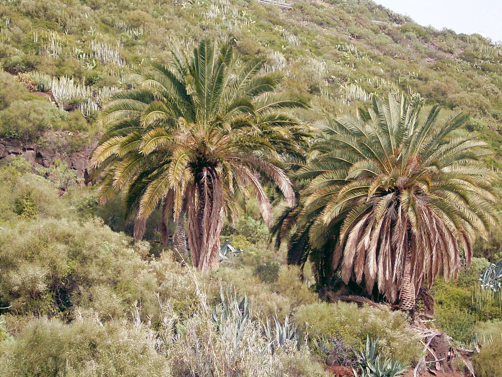 Canary Island Date Palm (Phoenix canariensis) plant — close-up photo