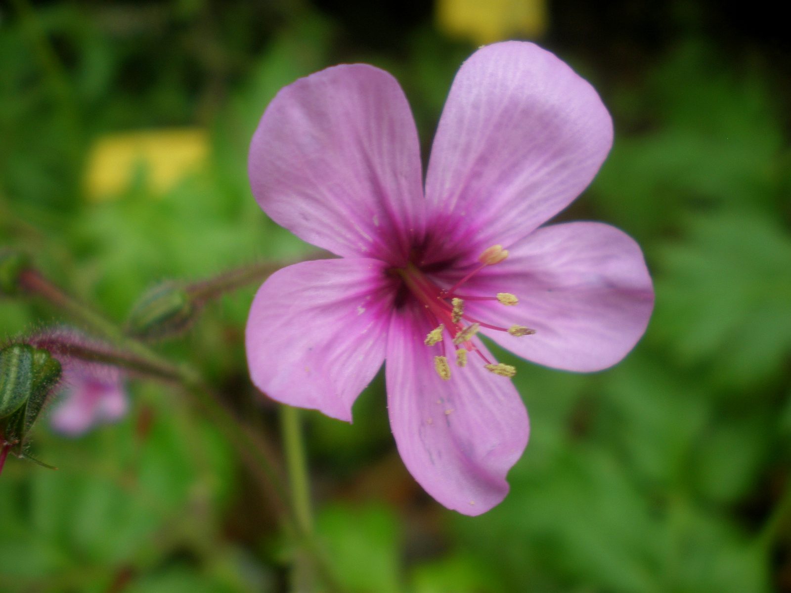 Canary Island Geranium (Geranium palmatum) plant