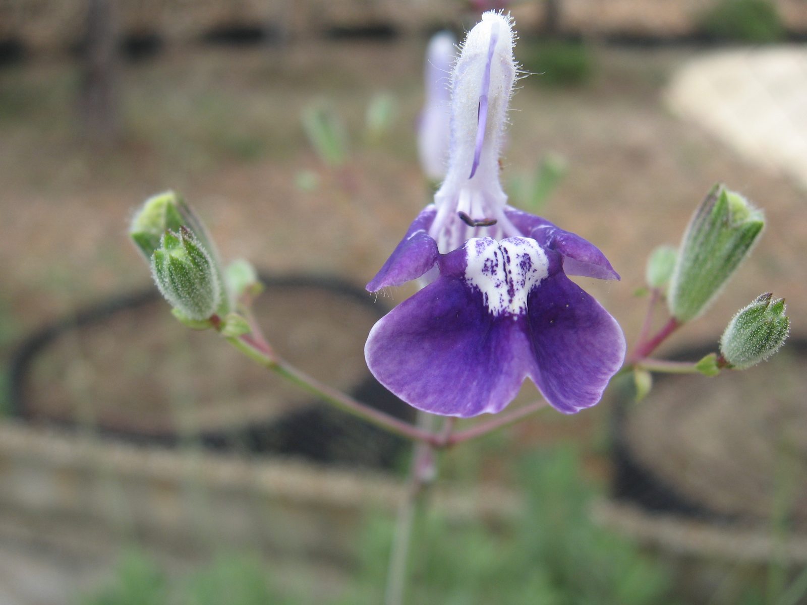 Candelabrum Sage (Salvia candelabrum) plant