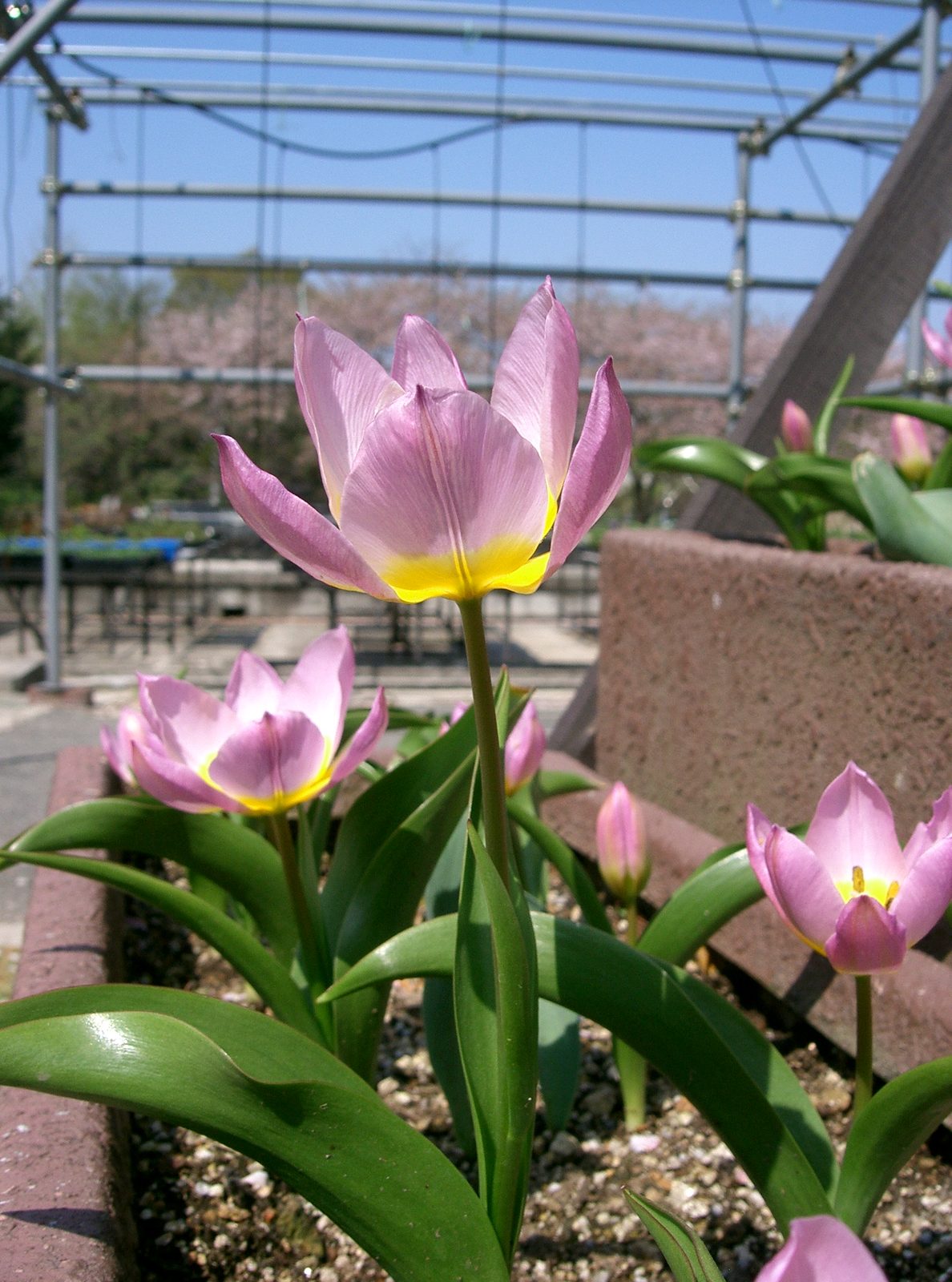Candia Tulip (Tulipa saxatilis) plant