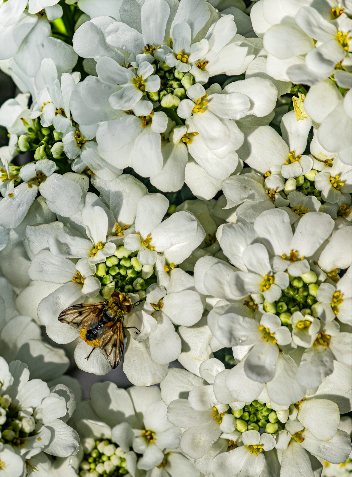 Candytuft (Iberis sempervirens) plant