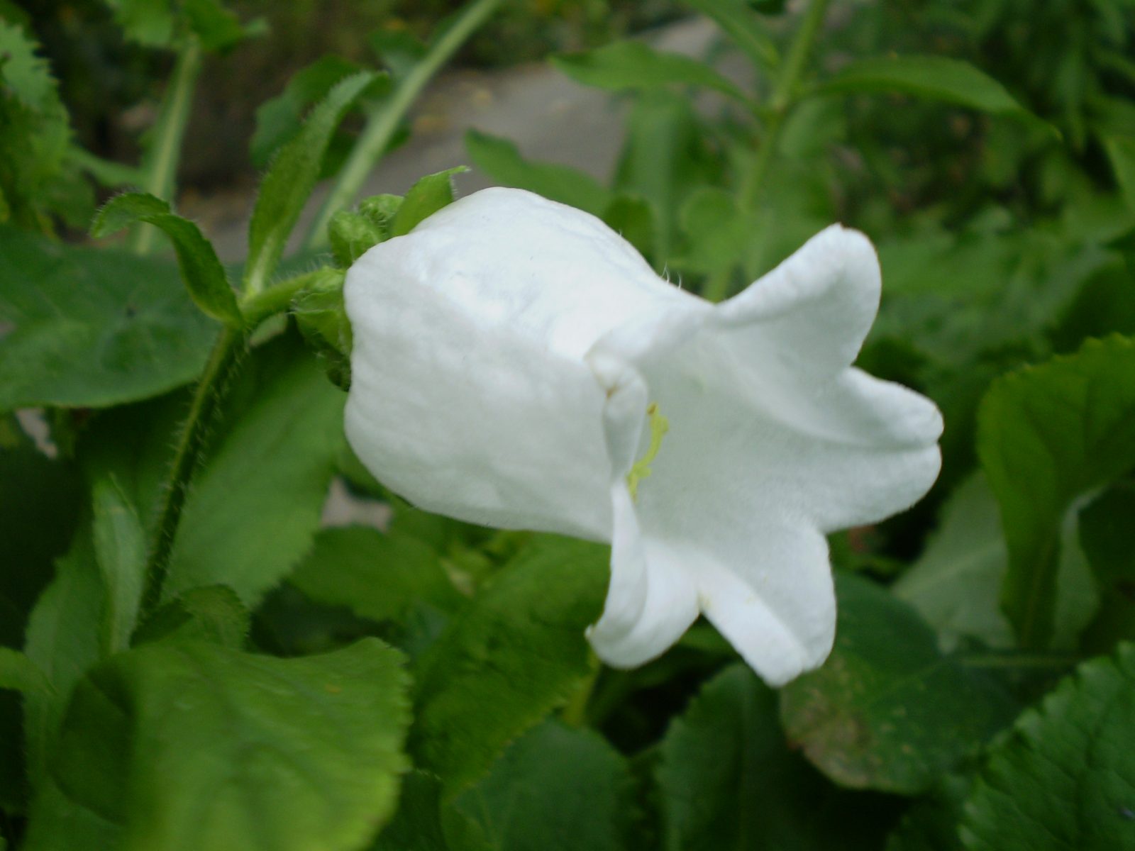Canterbury Bellflower (Campanula medium) plant