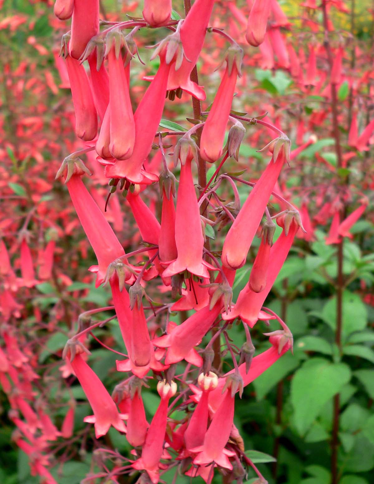 Cape Fuchsia (Phygelius capensis) plant