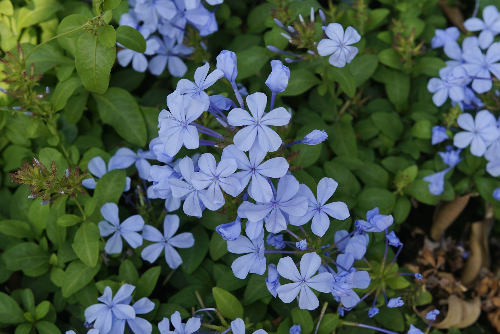 Cape Leadwort (Plumbago auriculata) plant